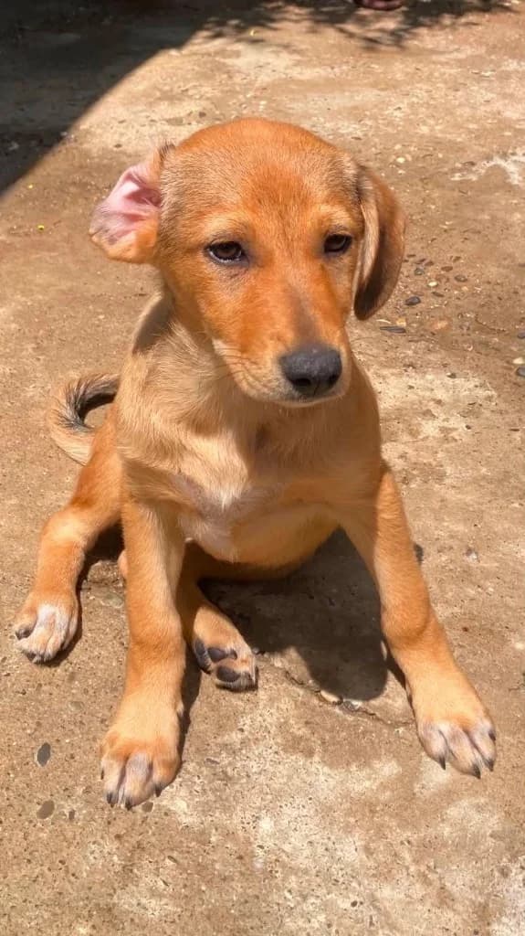 Dorris Day, female puppy mixed breed for adoption at Penny