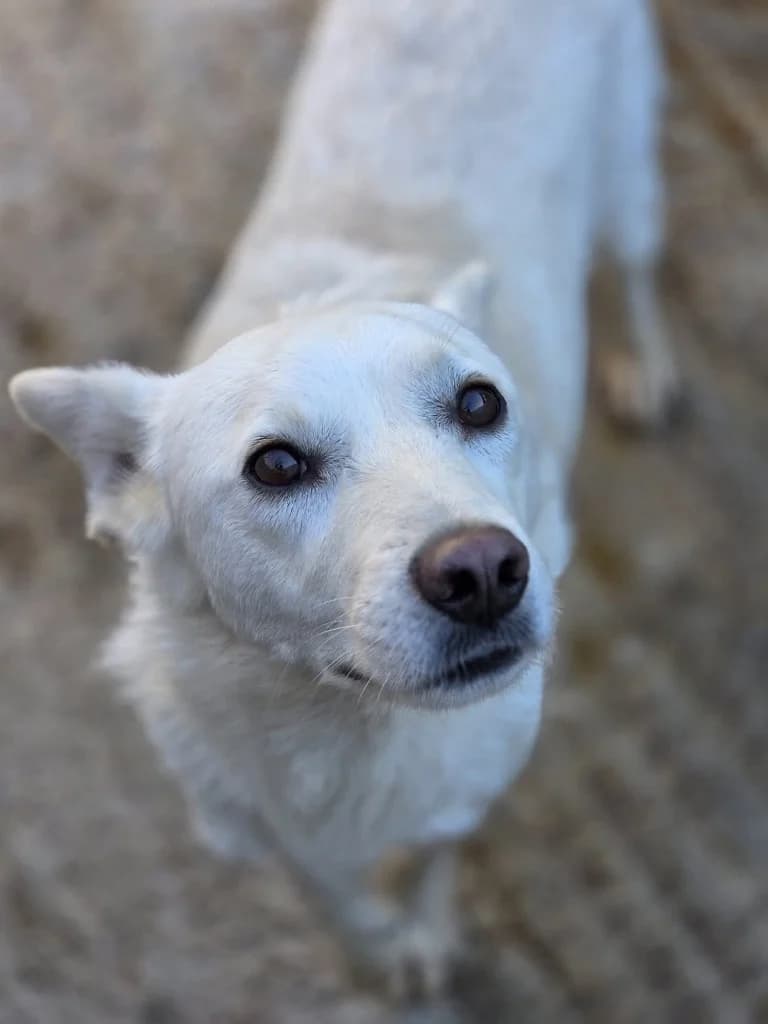 Dumbo, male 3yo mixed breed for adoption at Penny
