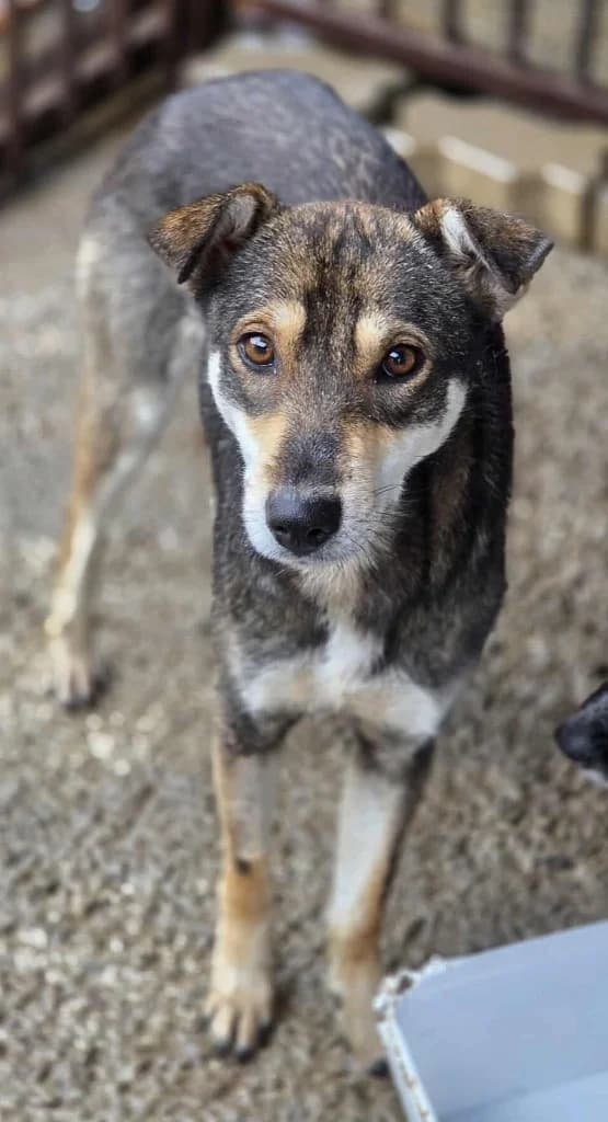 Ellen, female mixed breed for adoption at Penny