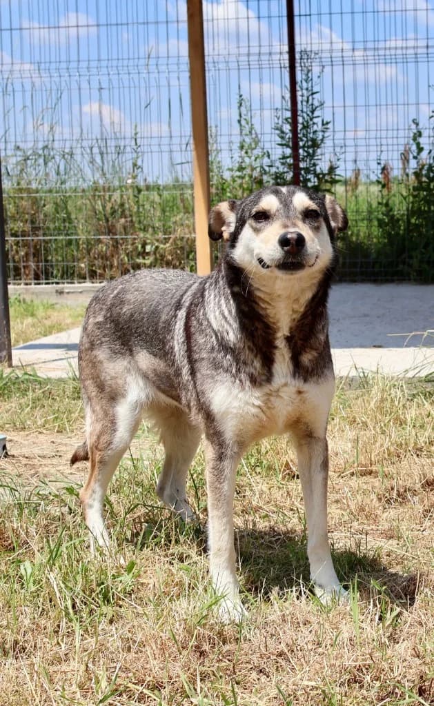 Elsie, female Mixed Breed for adoption at Penny