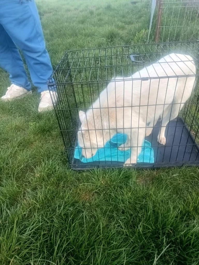 Grace 2, female puppy mixed breed for adoption at Penny