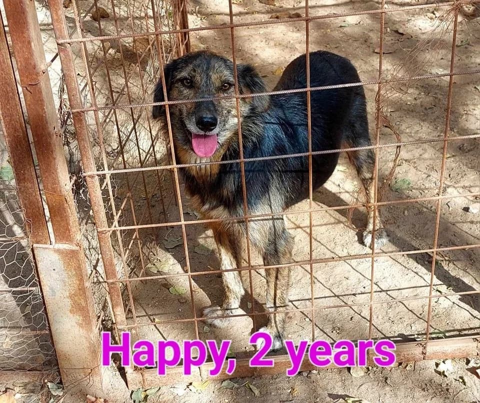 Happy, female Mixed Breed for adoption at Penny