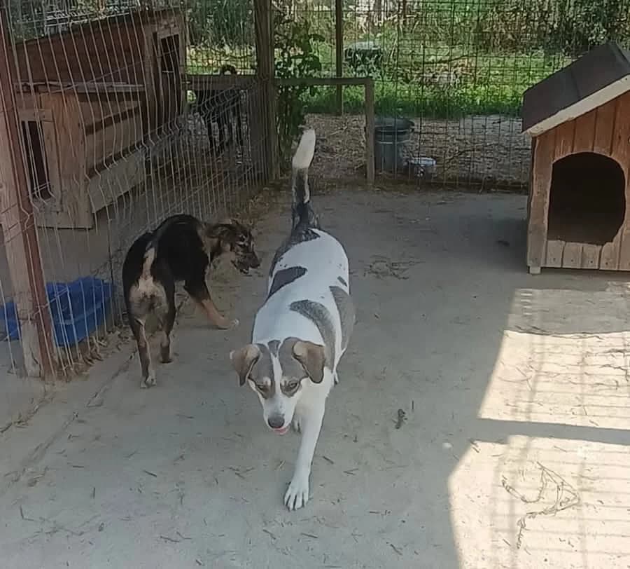 Holly, female Mixed Breed for adoption at Penny
