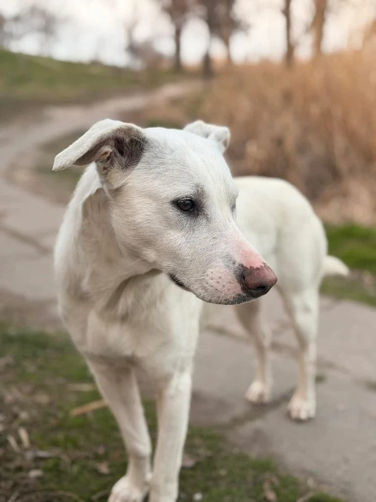 Hope, female young mixed breed for adoption at Penny