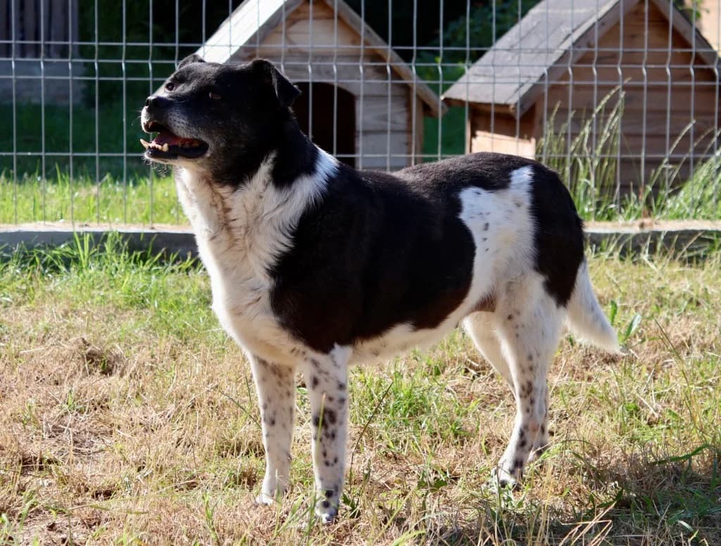 Ivy, female Mixed Breed for adoption at Penny