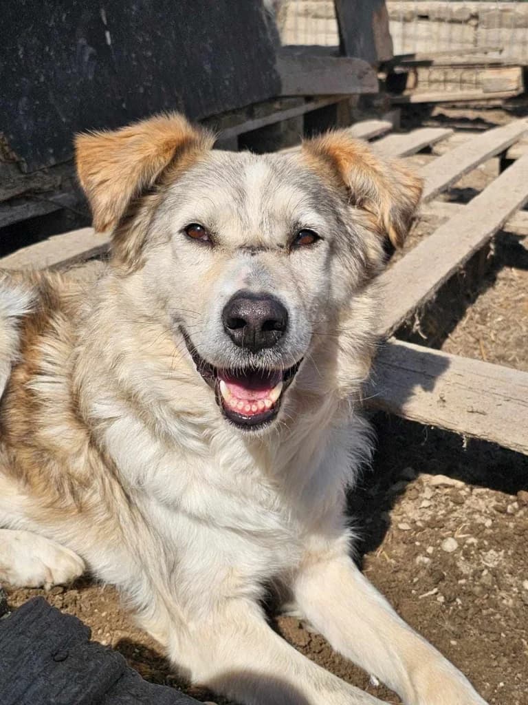 King, male Mixed Breed for adoption at Penny