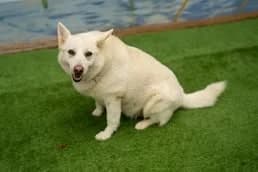 Knut, male mixed breed for adoption at Penny