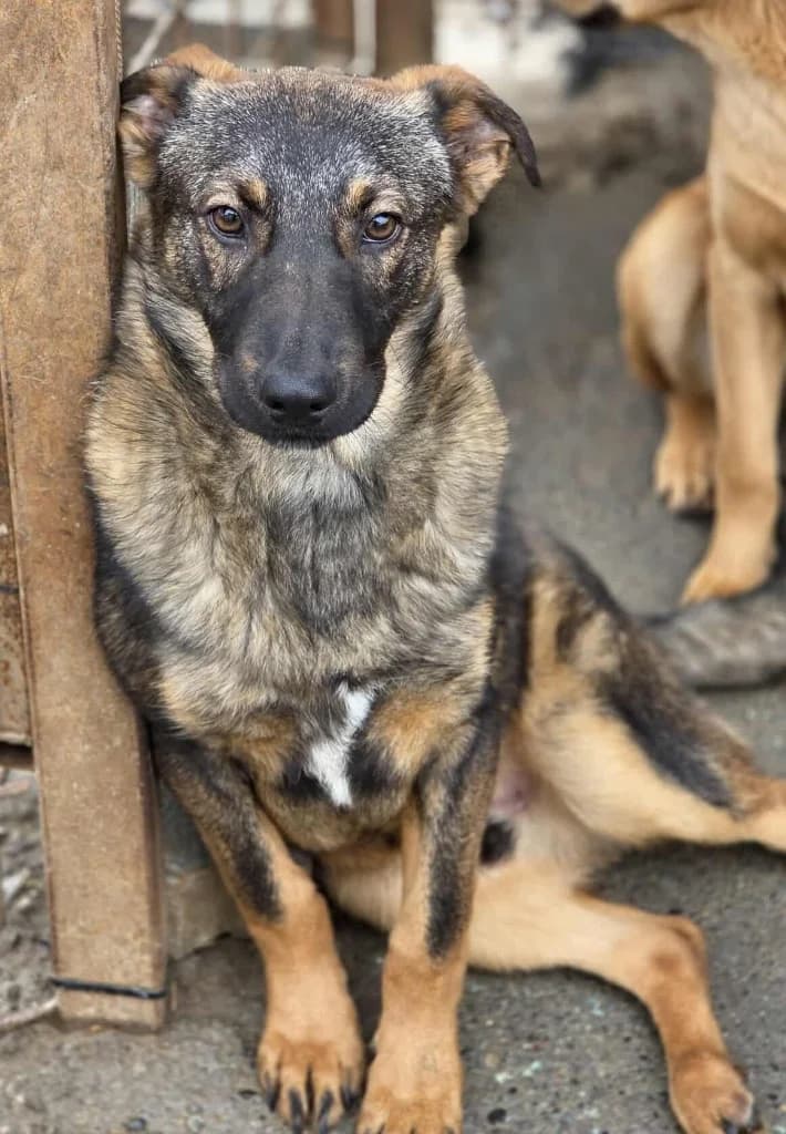 Liam, male mixed breed for adoption at Penny
