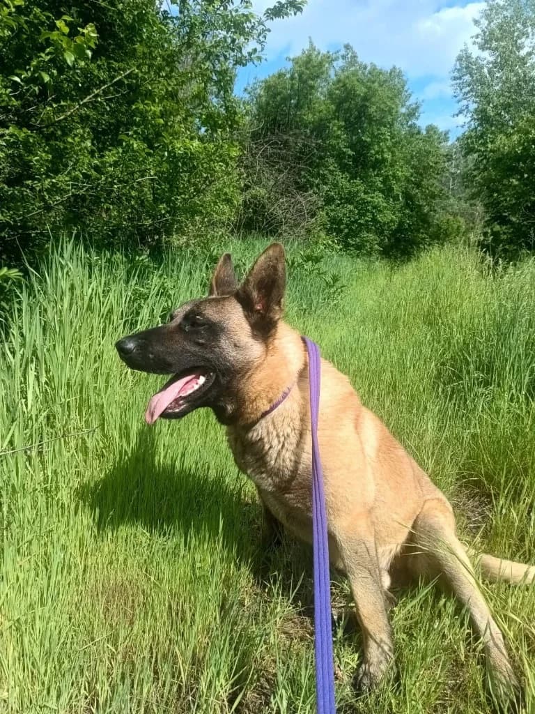 Mali, male Belgian Malinois for adoption at Penny