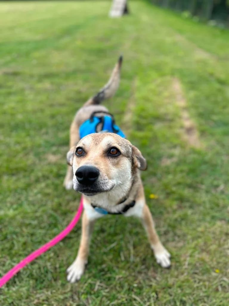 Marley, male 5yo mixed breed for adoption at Penny