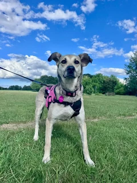 Martha, female 5yo mixed breed for adoption at Penny