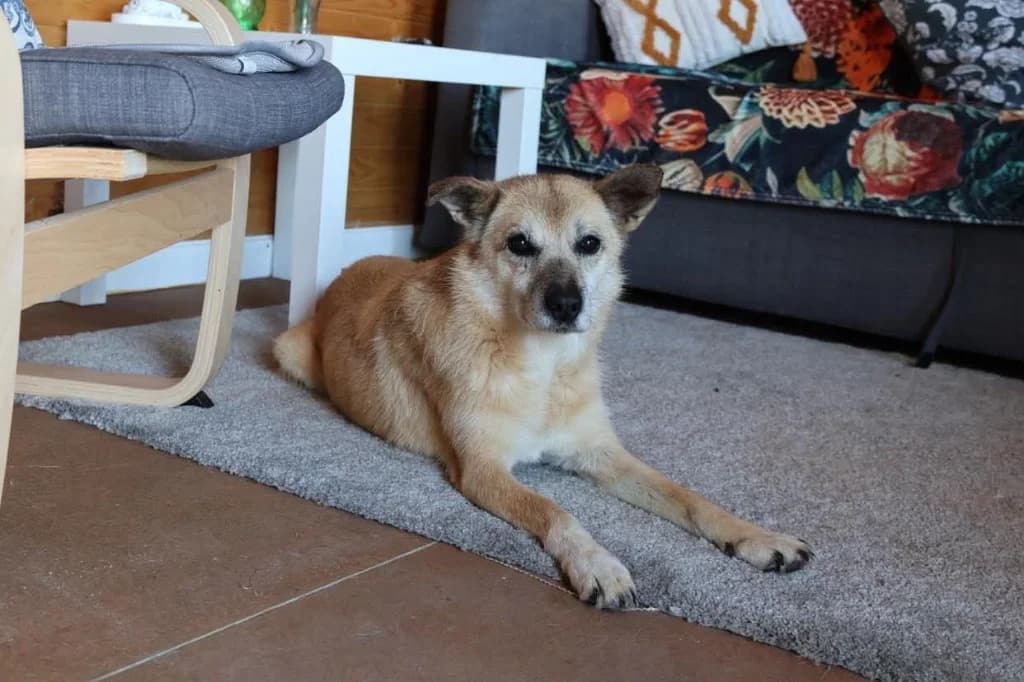 Martha (2), female senior mixed breed for adoption at Penny