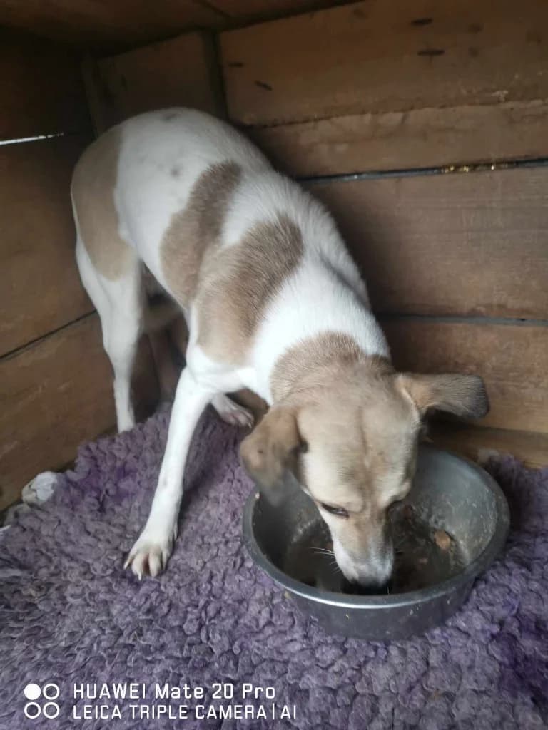 Missy, female Mixed Breed for adoption at Penny