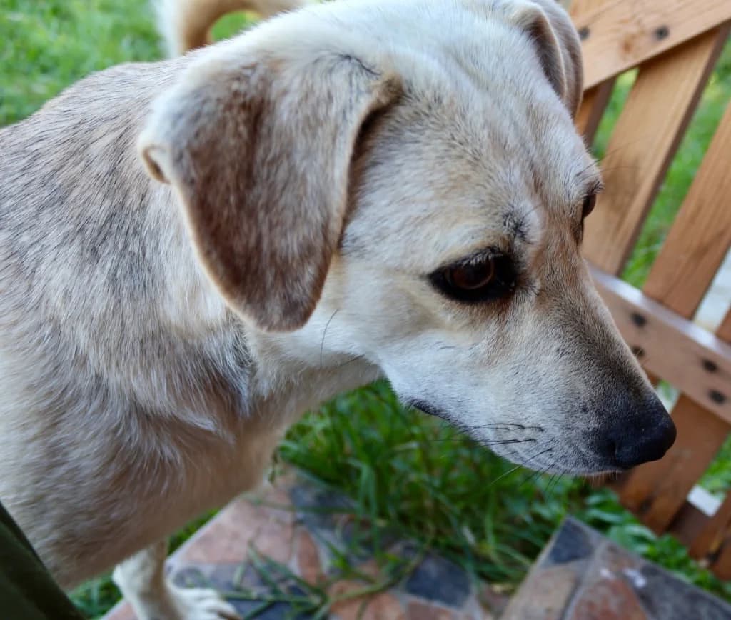 Mura, female puppy Mixed Breed for adoption at Penny
