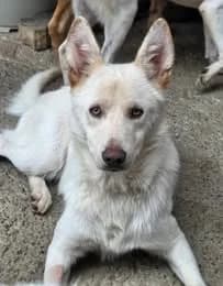 Nelu, male mixed breed for adoption at Penny