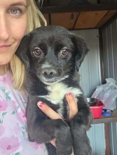 OFELIA, female 6yo mixed breed for adoption at Penny