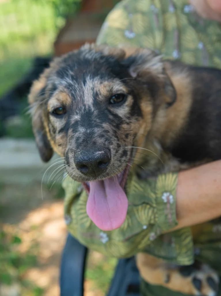 Olly Murs, male puppy mixed breed for adoption at Penny
