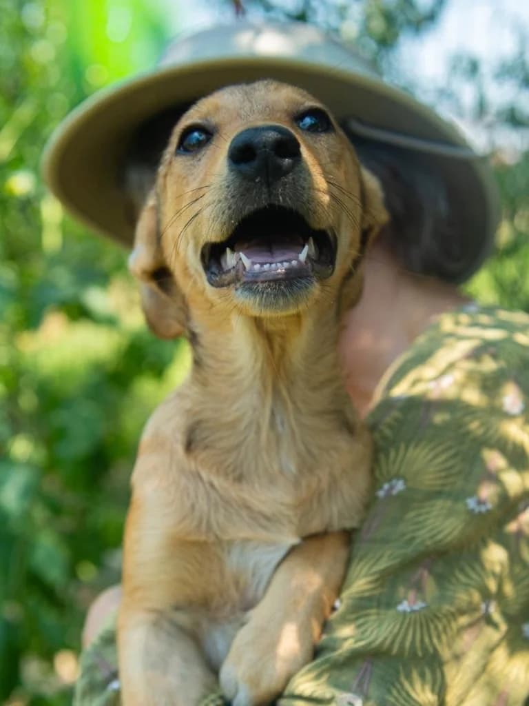 ORLA, female puppy mixed breed for adoption at Penny