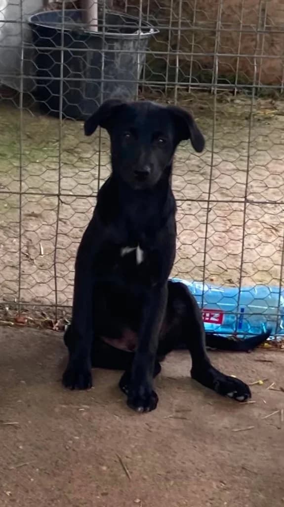Ozzy Osbourne, male puppy mixed breed for adoption at Penny