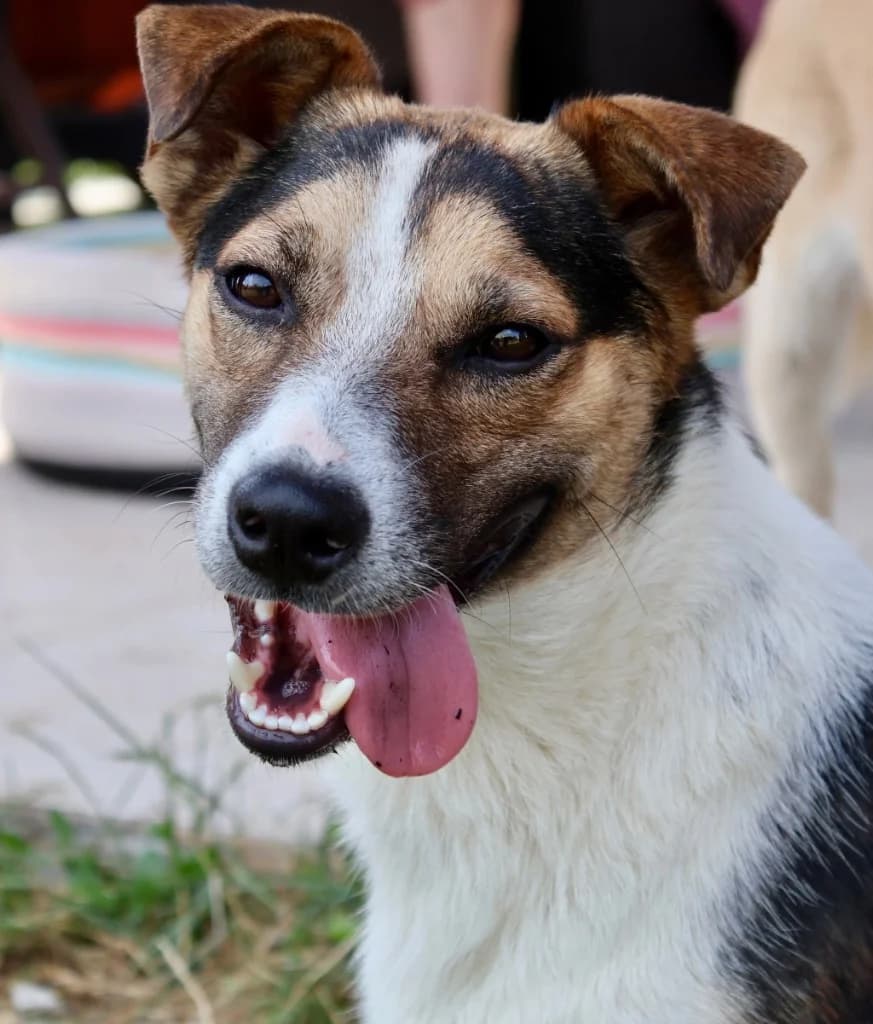 Pace, male mixed breed for adoption at Penny