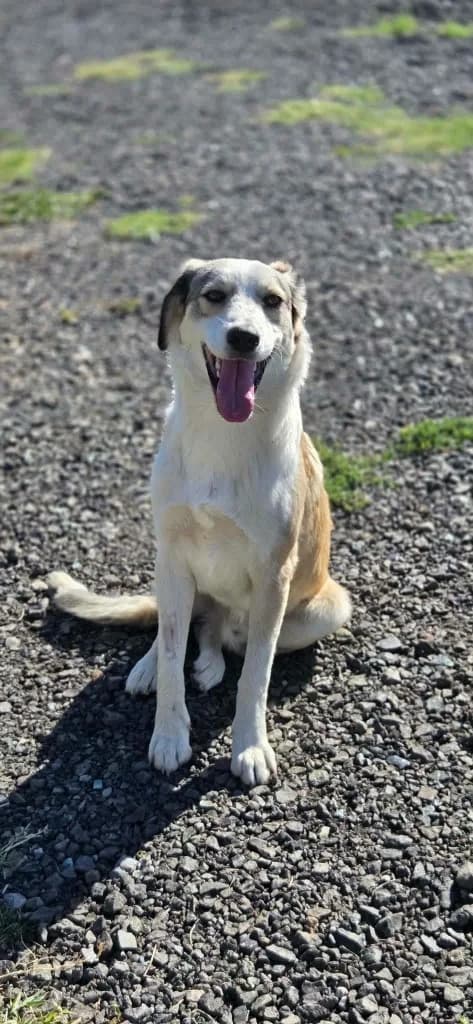 Papi, male young mixed breed for adoption at Penny