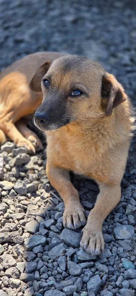 Romina, female 6yo mixed breed for adoption at Penny