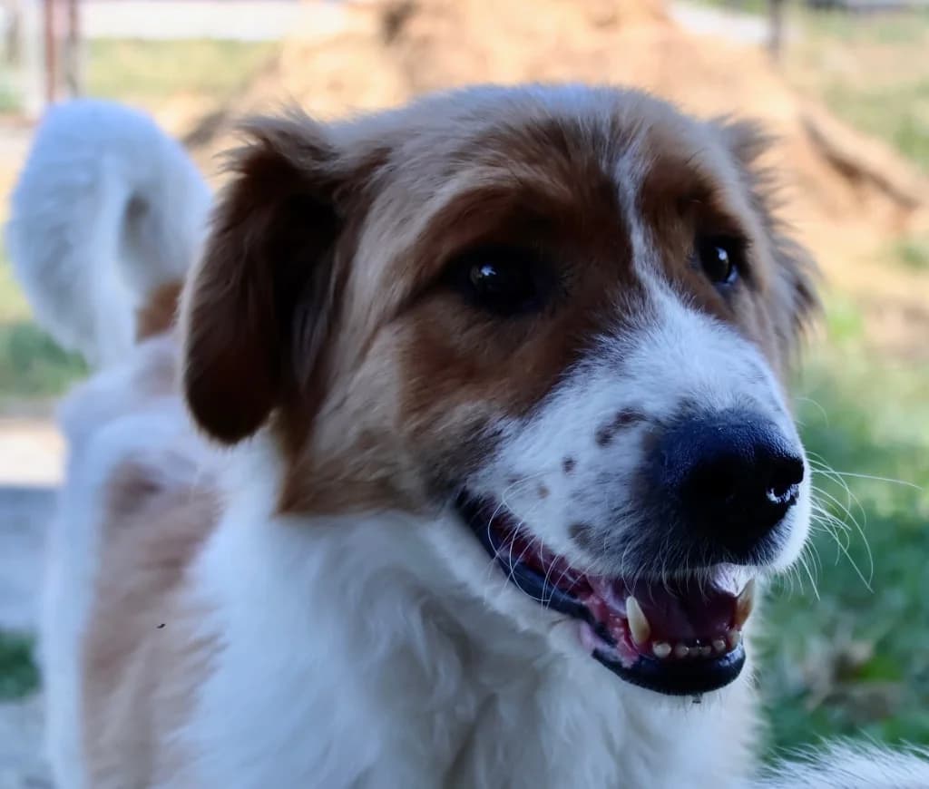Teddy, male mixed breed for adoption at Penny