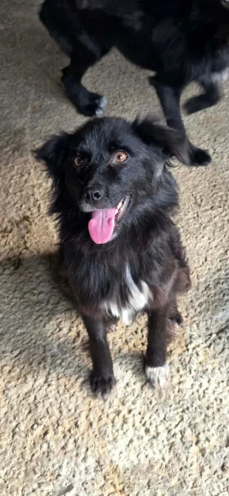 Veruska, female young mixed breed for adoption at Penny