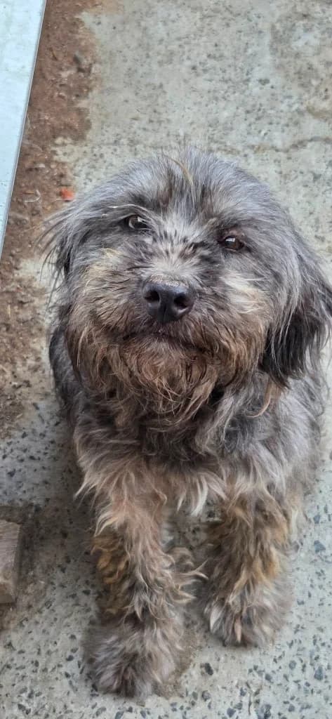 Zana, female 4yo mixed breed for adoption at Penny