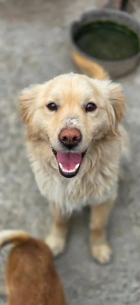 Zeus, male mixed breed for adoption at Penny