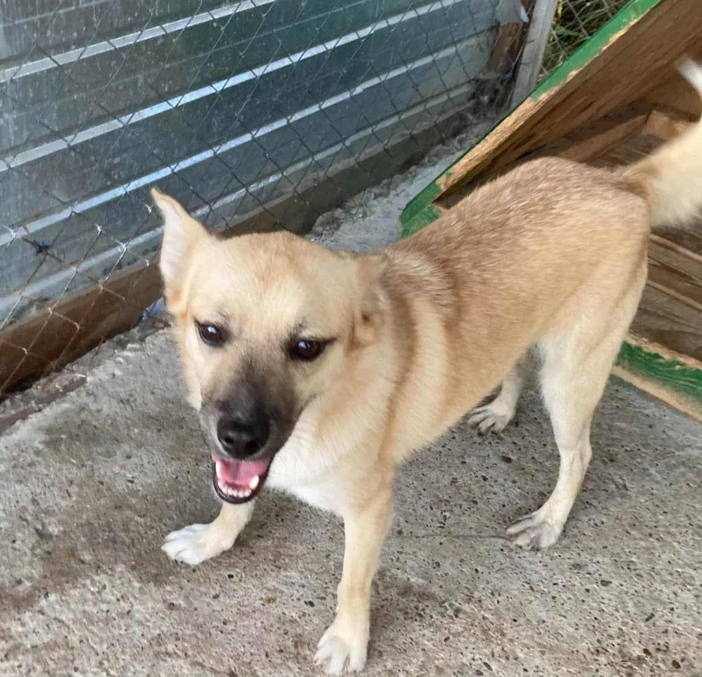 Ziggy, male Mixed Breed for adoption at Penny