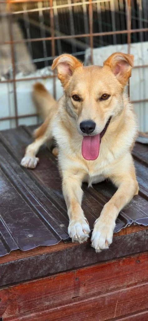 Zorra (2), female mixed breed for adoption at Penny