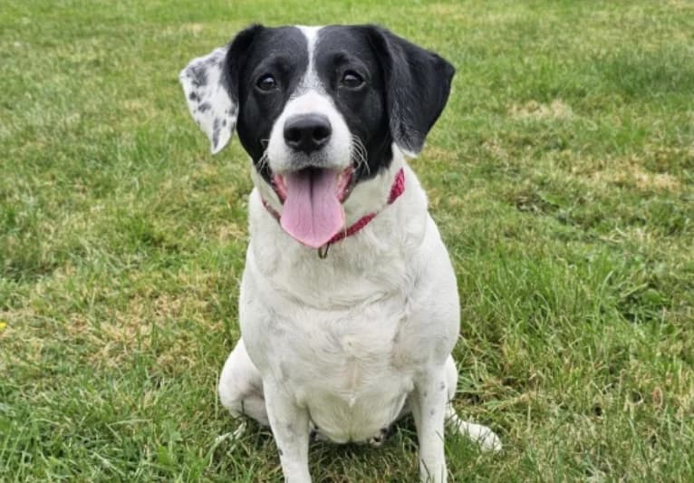 Aggie, female young Jack Russell Terrier for adoption at PACT Animal Sanctuary