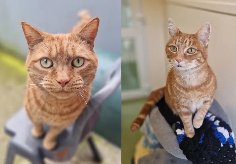 Amber & Nala, female senior Mixed Breed for adoption at PACT Animal Sanctuary