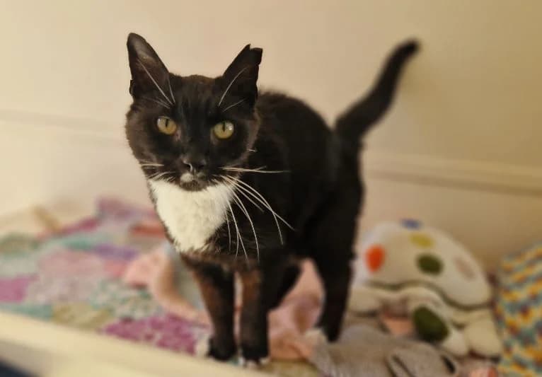 Barley, male senior Mixed Breed for adoption at PACT Animal Sanctuary