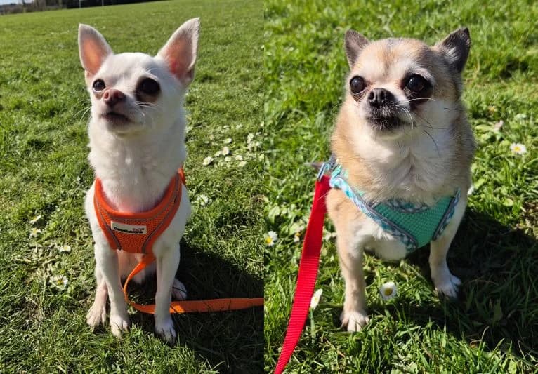Buddy & Rocky, male senior Chihuahua for adoption at PACT Animal Sanctuary