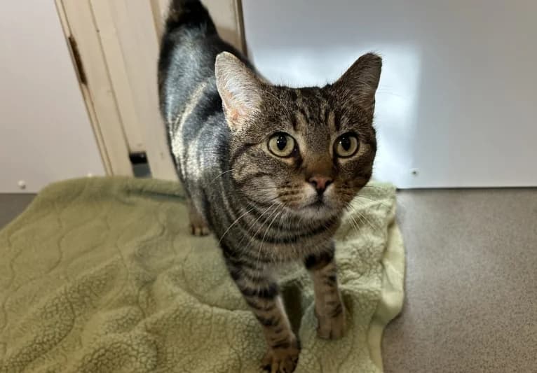Bunny, female young Mixed Breed for adoption at PACT Animal Sanctuary