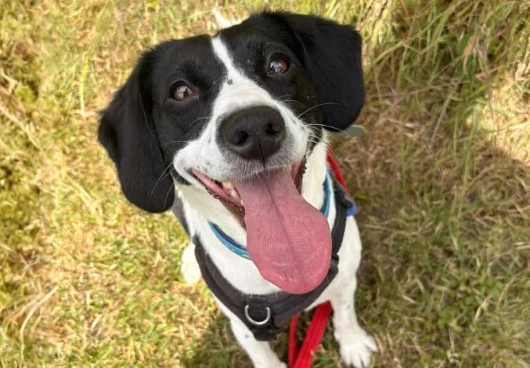 Ember, female 4yo mixed breed for adoption at PACT Animal Sanctuary
