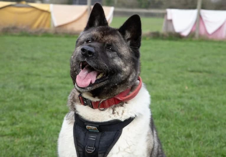 Misty, female senior Akita for adoption at PACT Animal Sanctuary