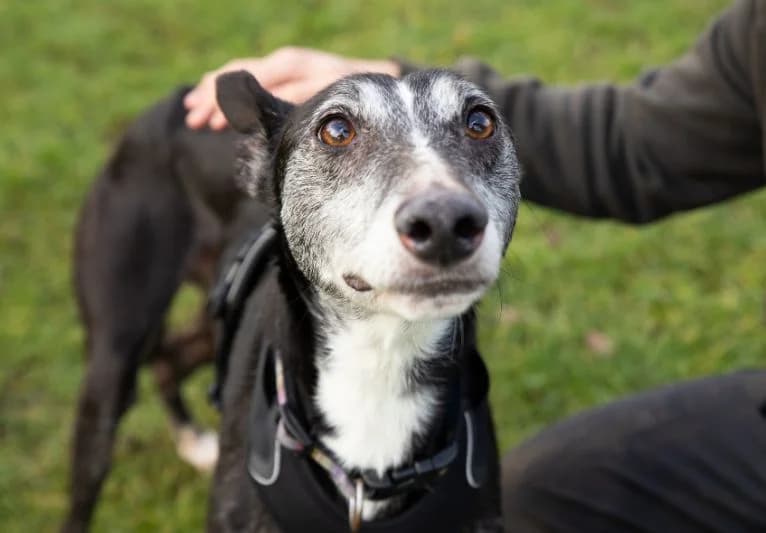 Redwood, male Lurcher for adoption at PACT Animal Sanctuary