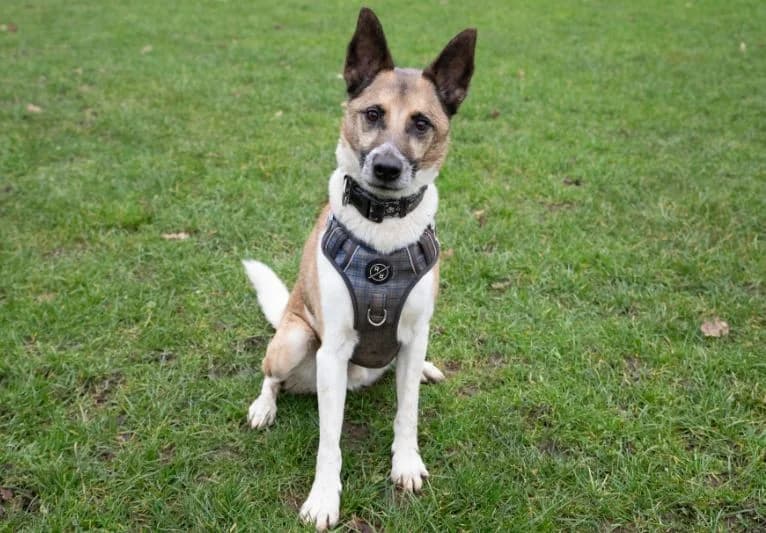 Tim, male 7yo mixed breed for adoption at PACT Animal Sanctuary