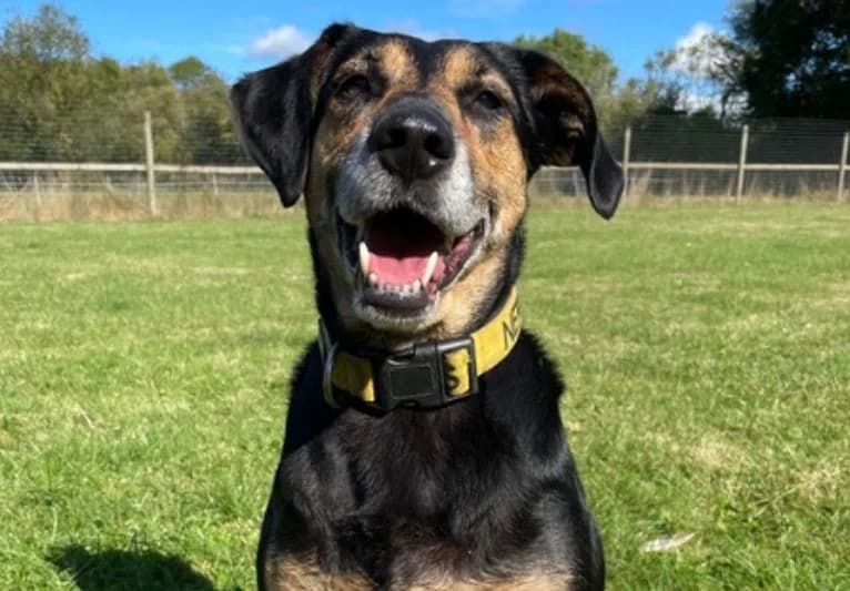 Demi, male 7yo Mixed Breed for adoption at PACT Animal Sanctuary