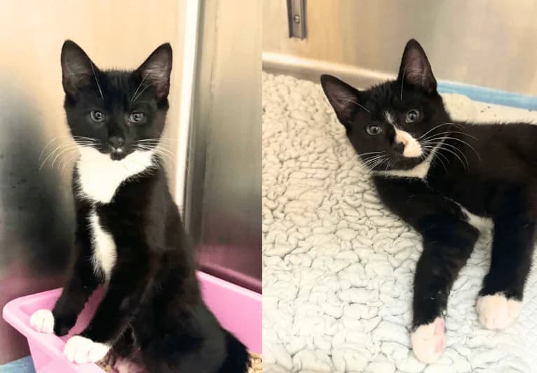 Tash & Tip, female puppy Mixed Breed for adoption at PACT Animal Sanctuary