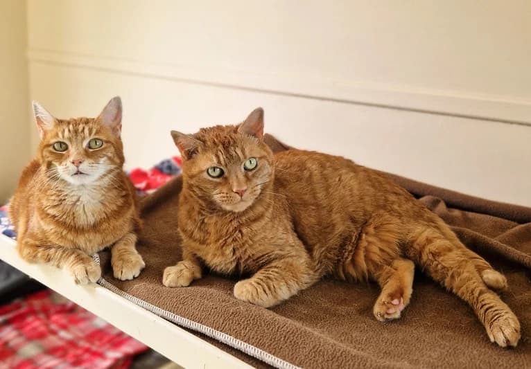 Amber & Nala, female senior Mixed Breed for adoption at PACT Animal Sanctuary