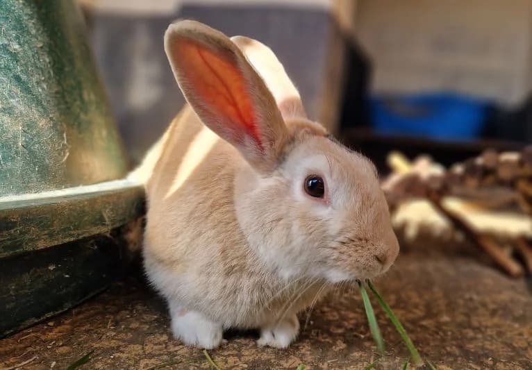 Bambi, female young Mixed Breed for adoption at PACT Animal Sanctuary