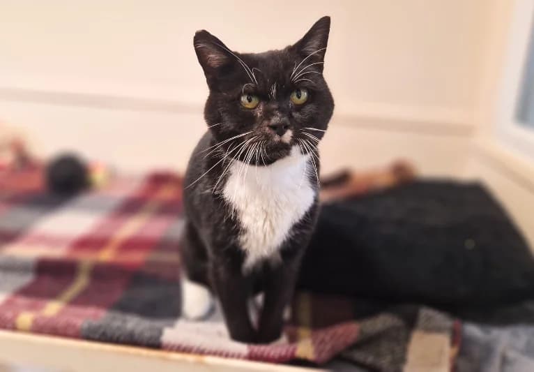 Basil, male senior Mixed Breed for adoption at PACT Animal Sanctuary