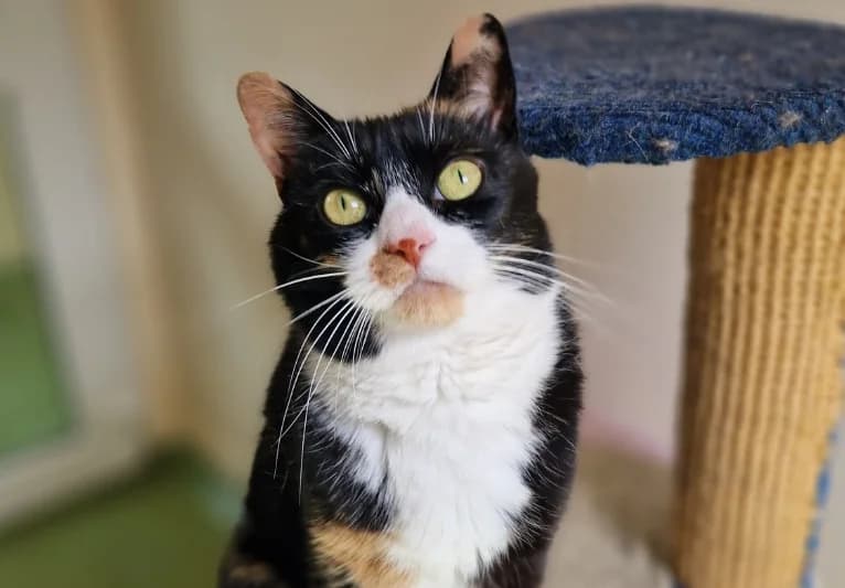 Boots, female senior Mixed Breed for adoption at PACT Animal Sanctuary