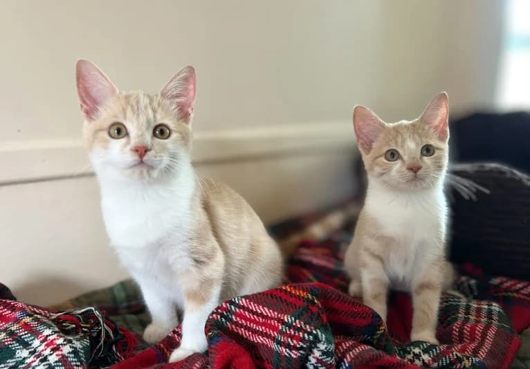 Brie and Wensleydale, female puppy Mixed Breed for adoption at PACT Animal Sanctuary
