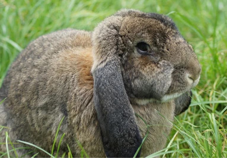Buttons, female 4yo mixed breed for adoption at PACT Animal Sanctuary