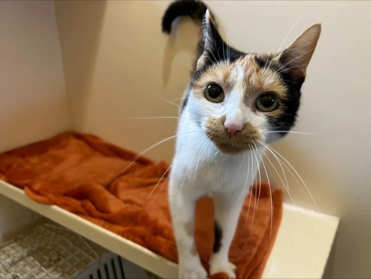 Carol, female young Mixed Breed for adoption at PACT Animal Sanctuary